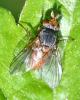 Aphantorhaphopsis sp.